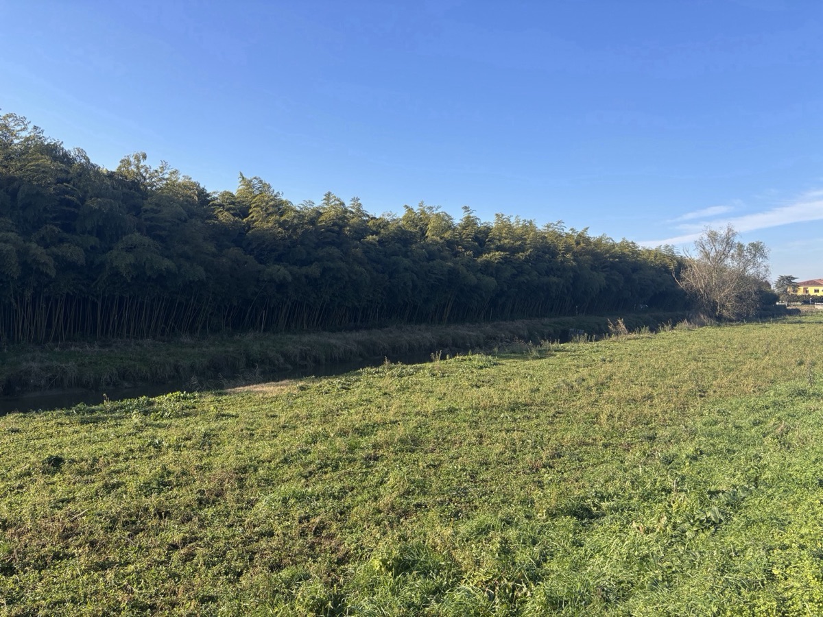 La foresta di bambù gigante di Ripapersico
